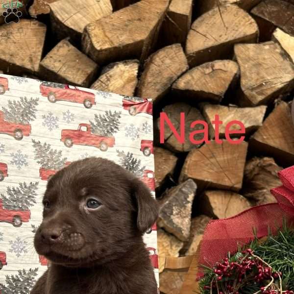 Nate, Chocolate Labrador Retriever Puppy